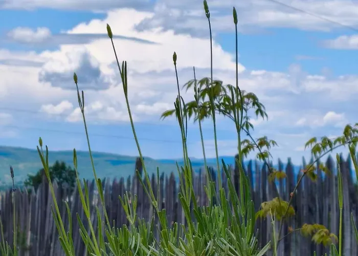 Vezirove Zore * Paraćin